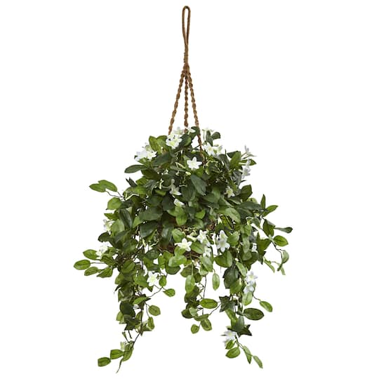 3.5ft. Stephanotis Flowering Plant in Hanging Basket